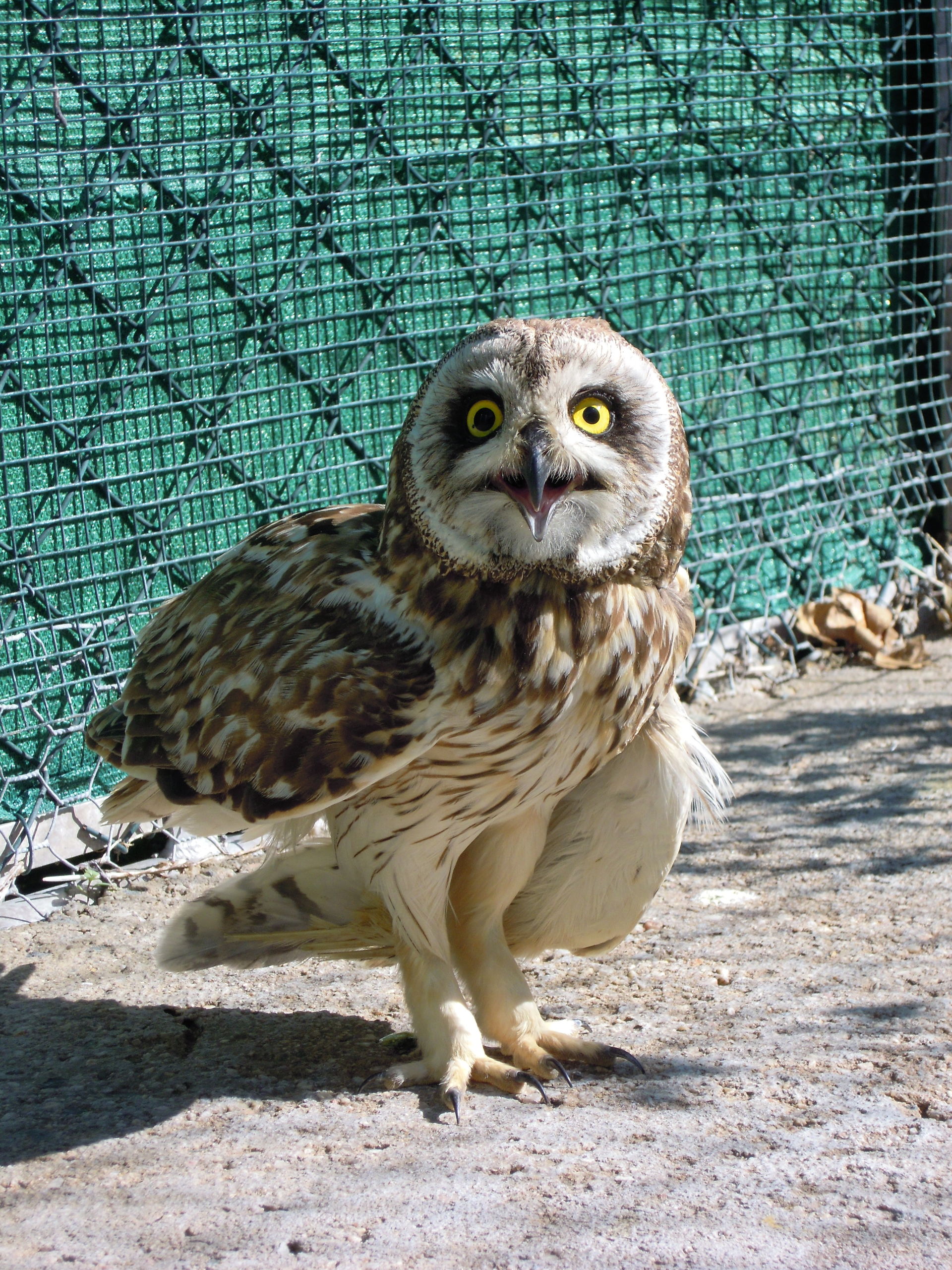 SOS oiseaux en détresse