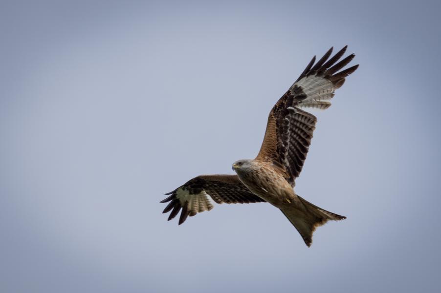 Observation des oiseaux migrateurs