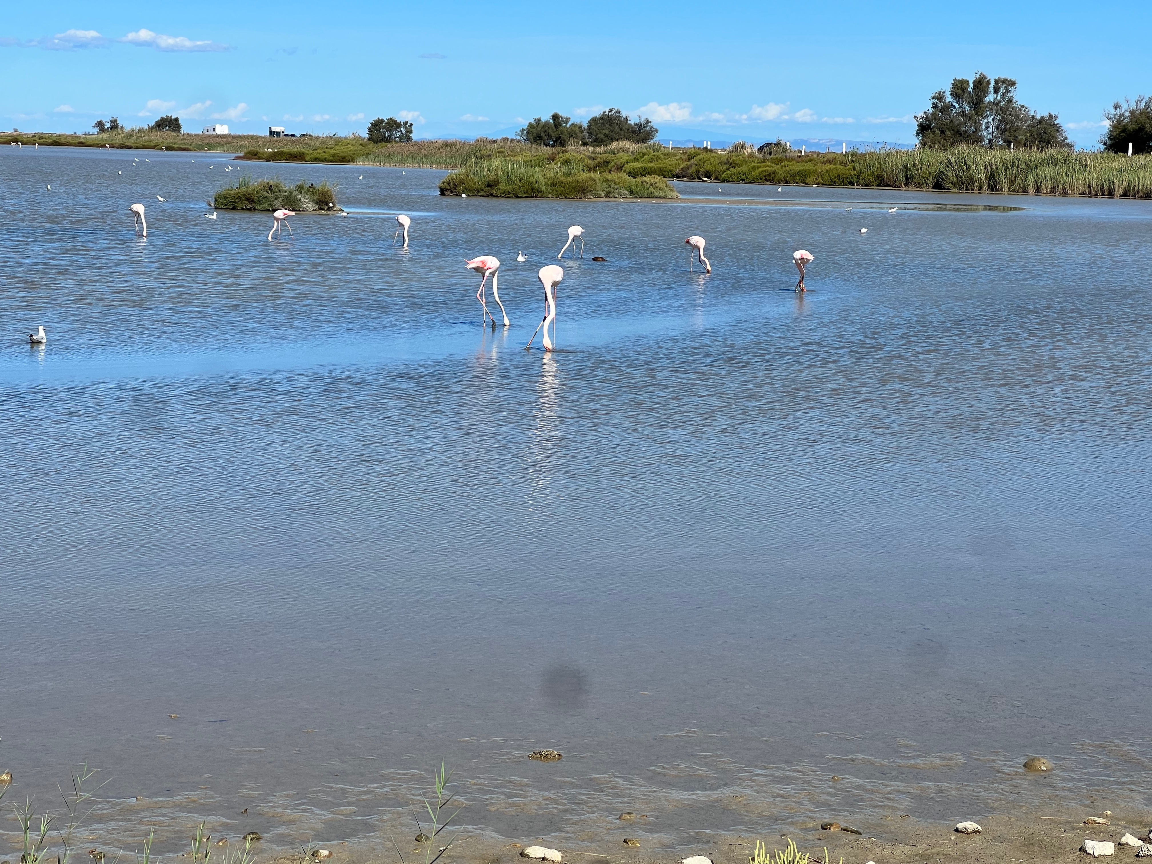 Le Petit Train Camarguais, Saintes-Maries-de-la-Mer - photo 3