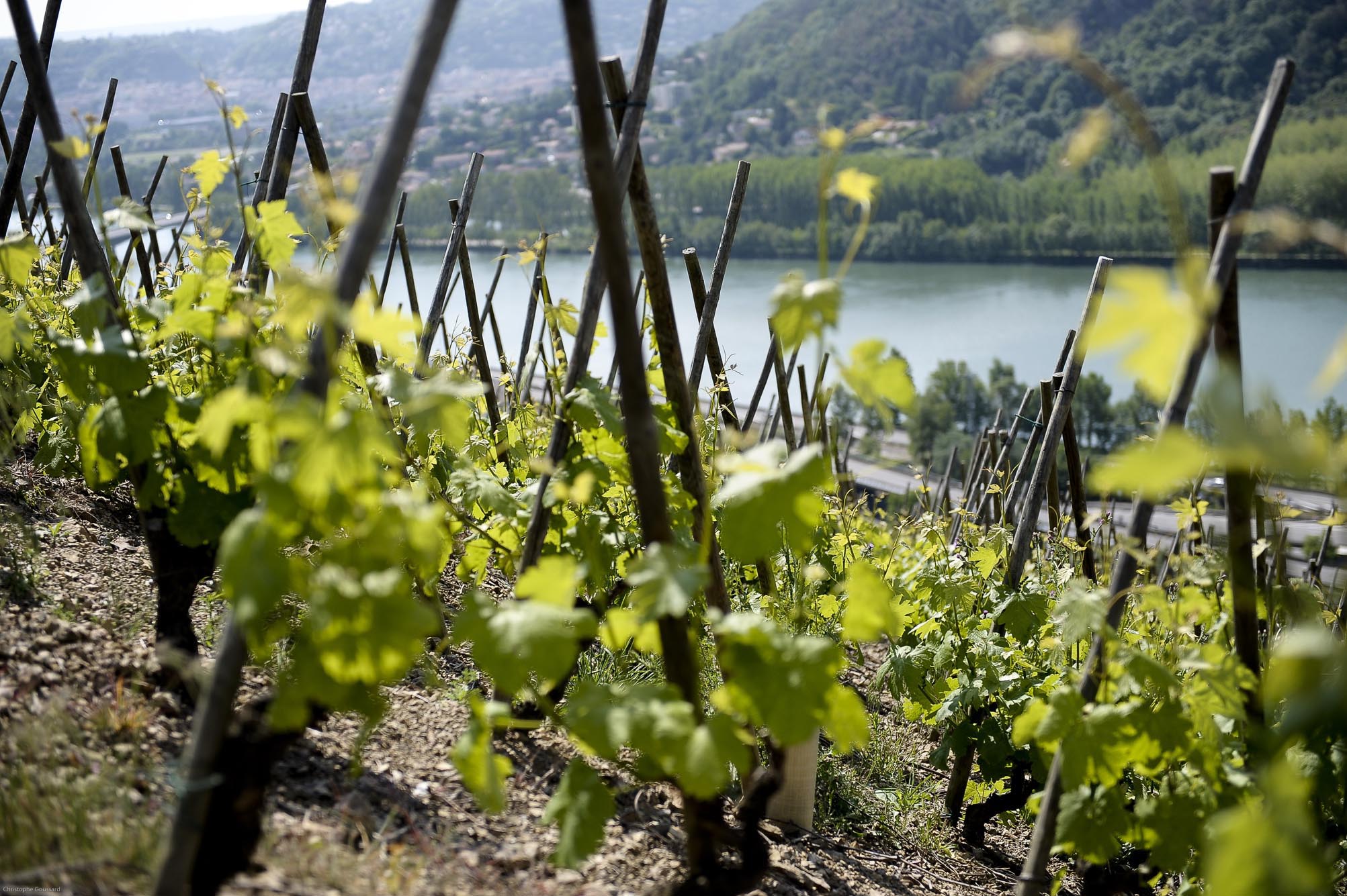 Offre : Apéro jazz du Fascinant Week-end au Domaine Les Vins de Vienne