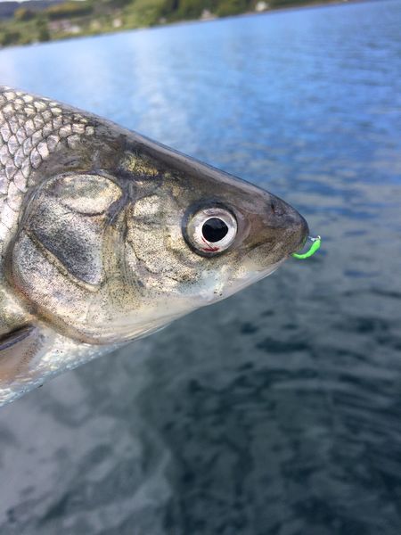 Lavaret du lac de Paladru