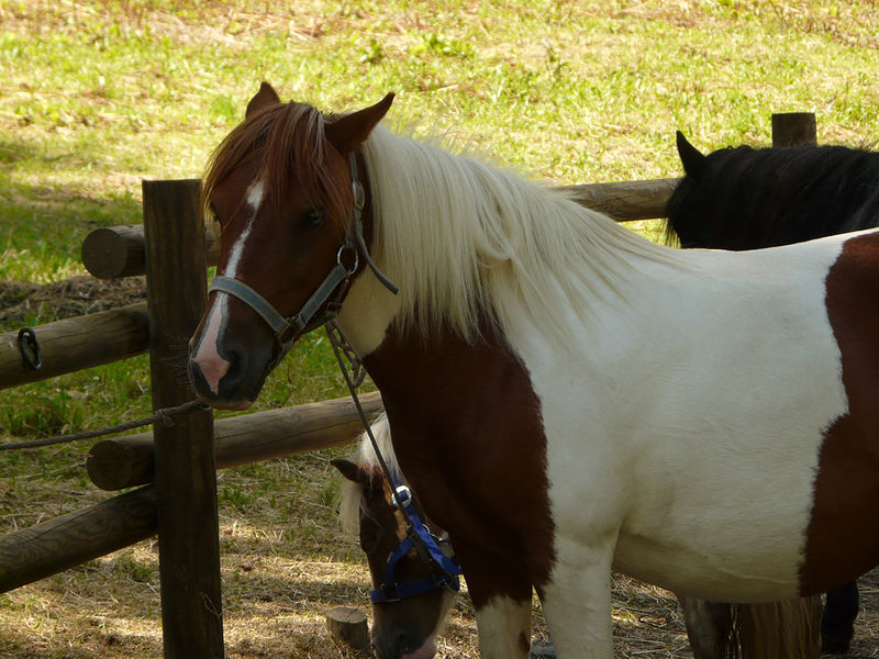 Le Fer à Cheval Peisey-Vallandry
