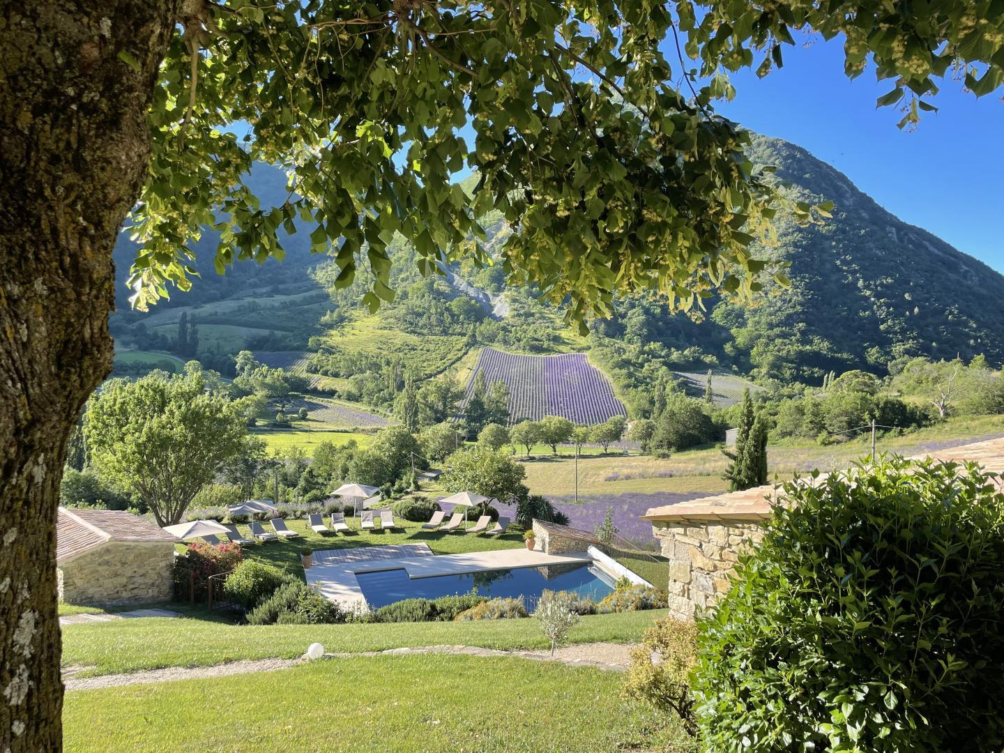 VUE DU HAMAC SOUS LE TILLEUL