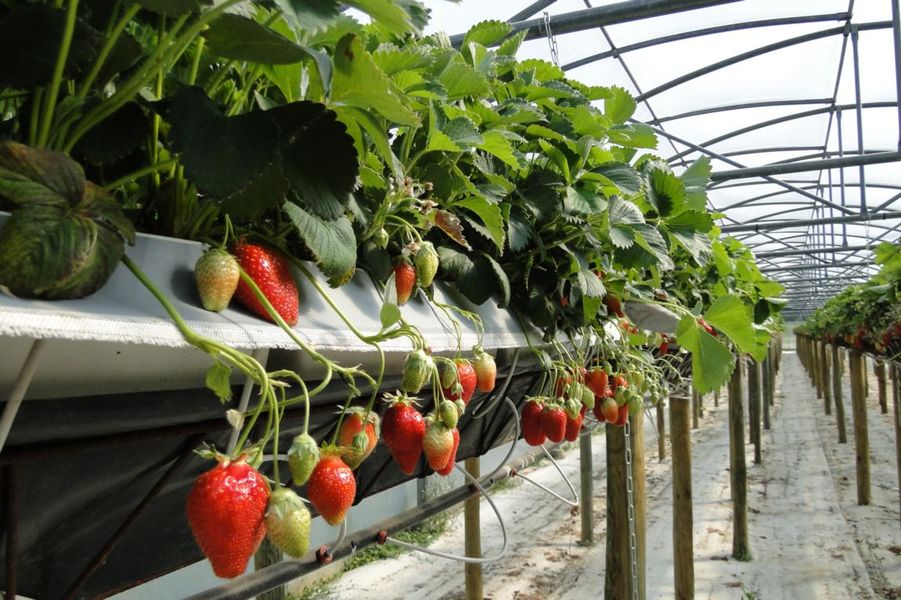 Les fraises_Aux délices de la ferme ardéchoise_Tournon sur Rhône