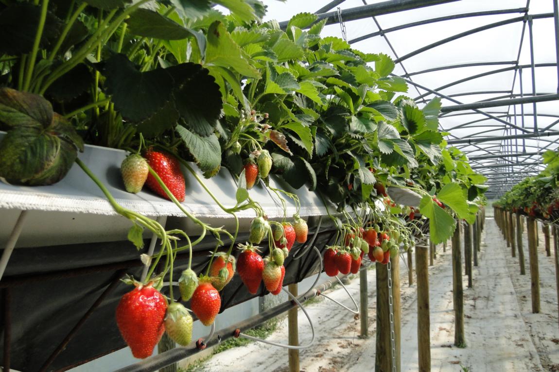 Les fraises_Aux délices de la ferme ardéchoise_Tournon sur Rhône