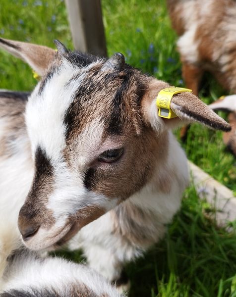 Visite ferme pédagogique Agricool