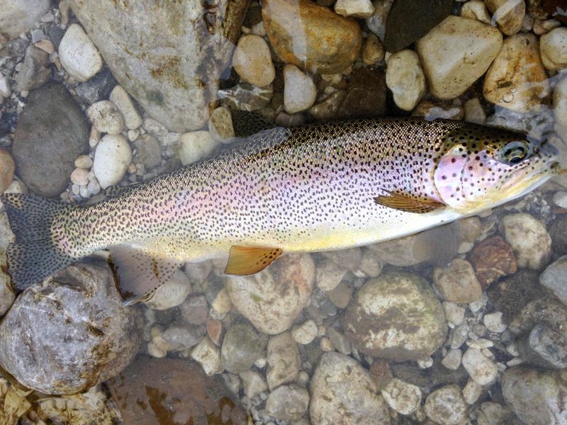 Éclosion pêche - Moniteur guide de pêche