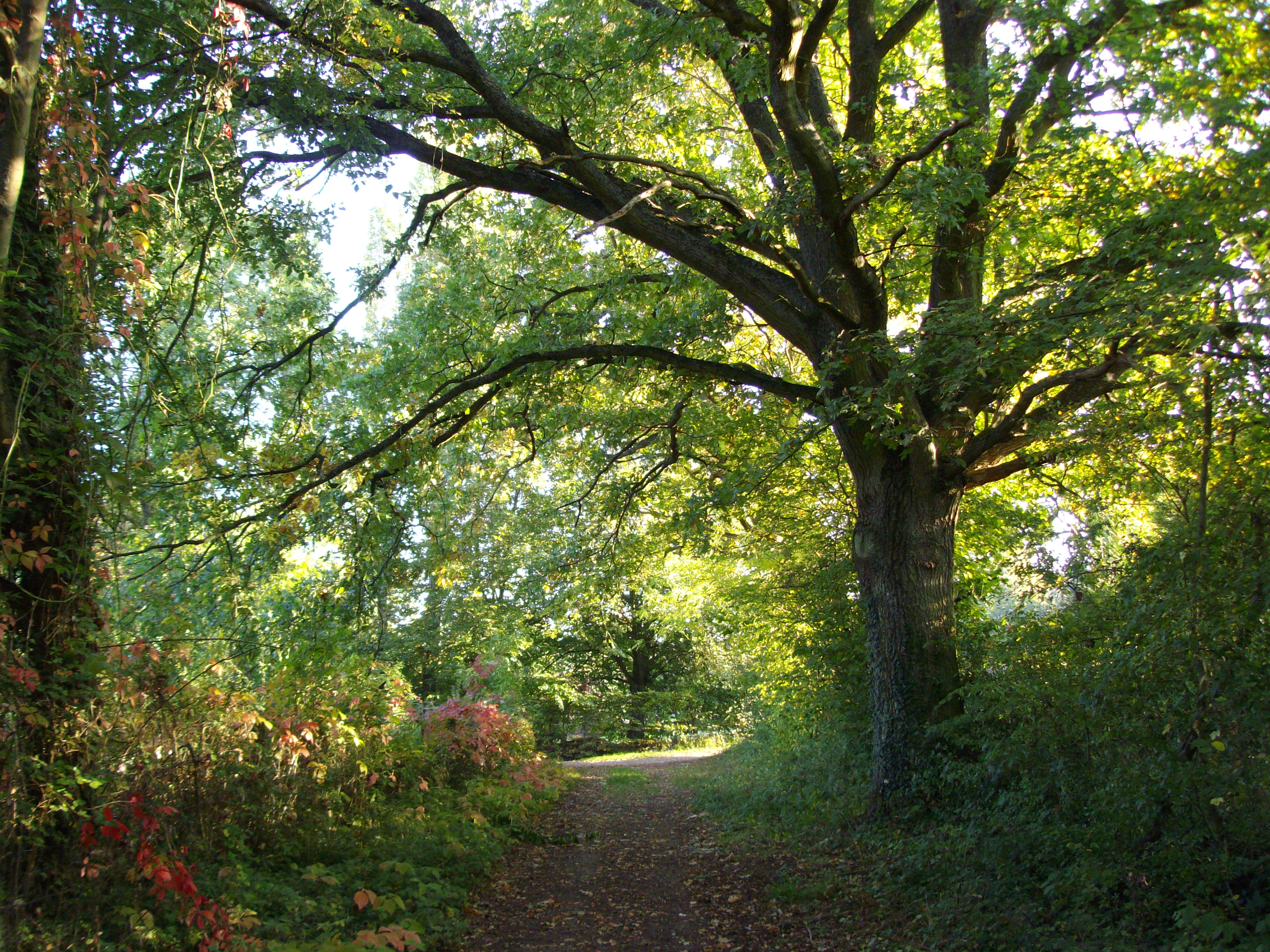 Saint Martin des Champs
