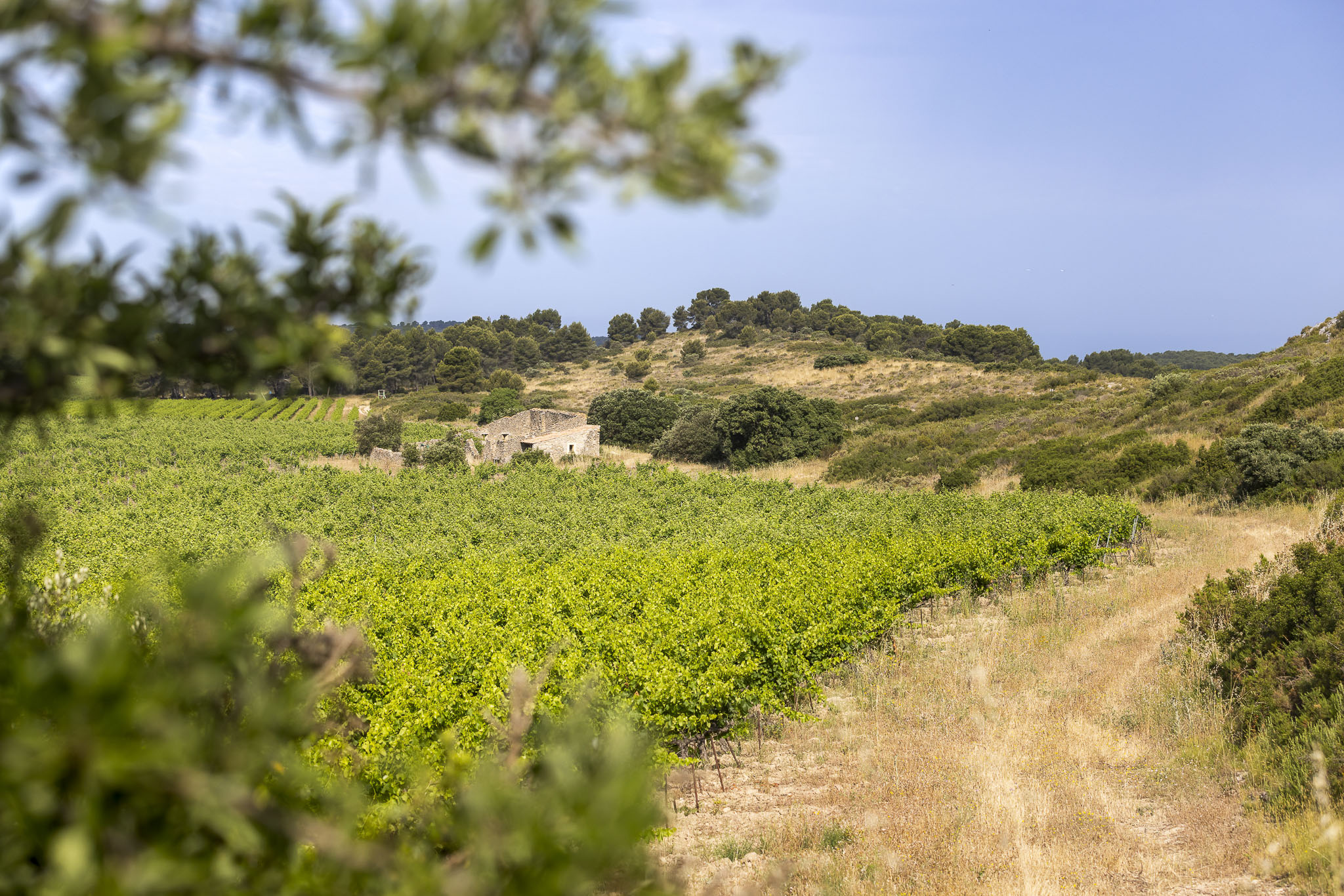 Parcours pédestre du Domaine la Cadenière