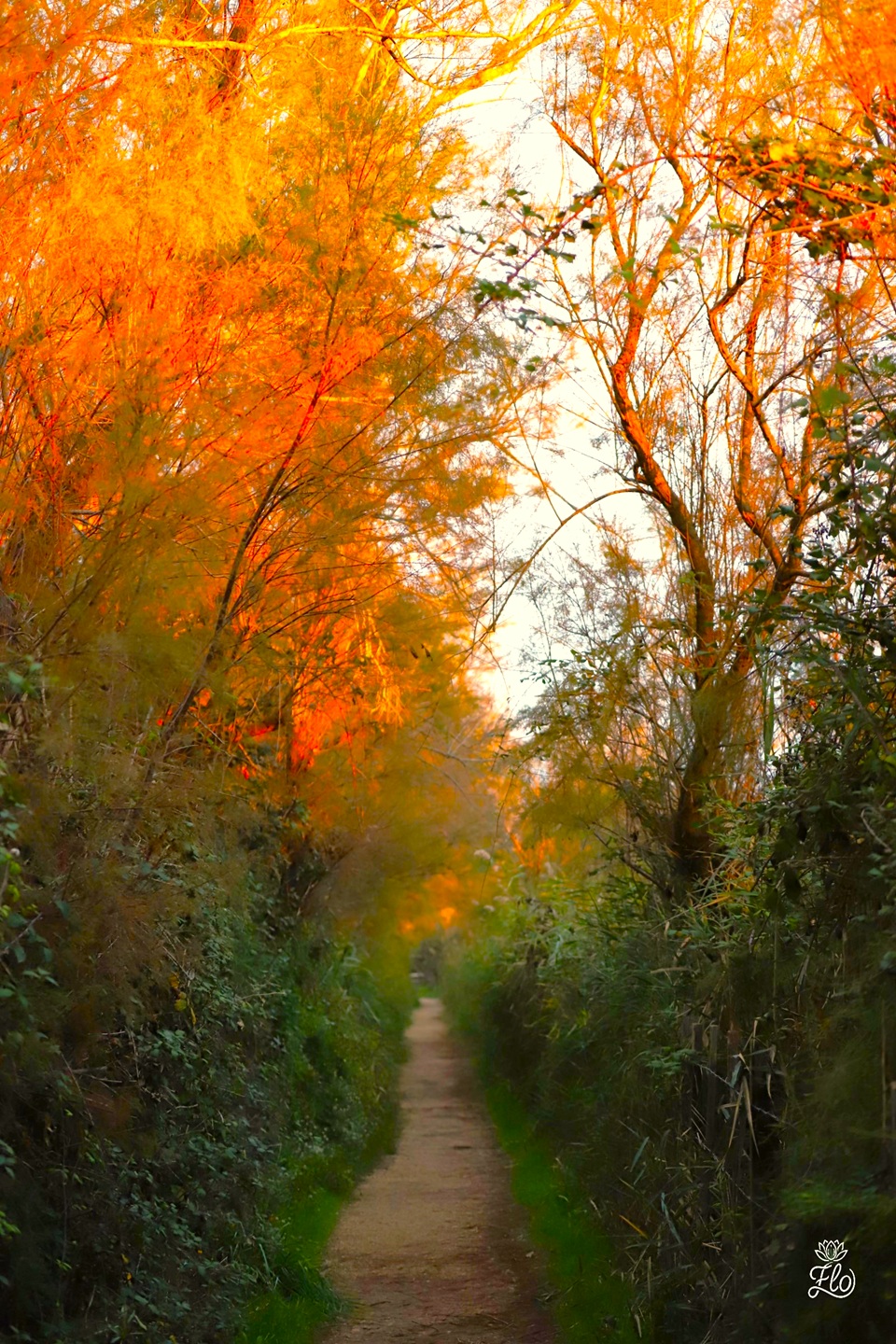 img_7802_camargue_2019_-_light.jpg