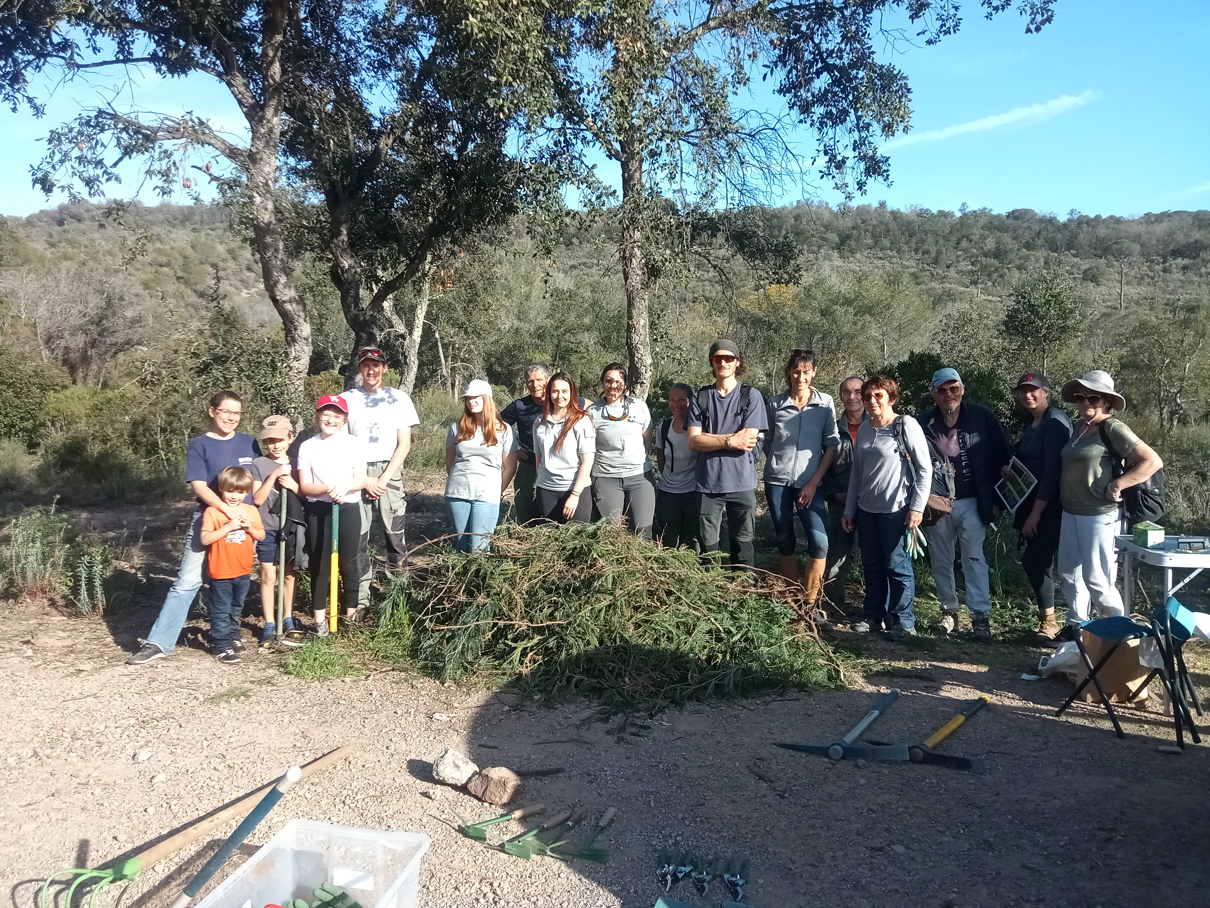 Chantier d’arrachage du mimosa (83)