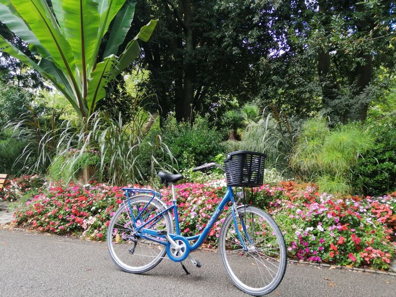 un vélo classique avec petit panier, devant un buisson fleuri
