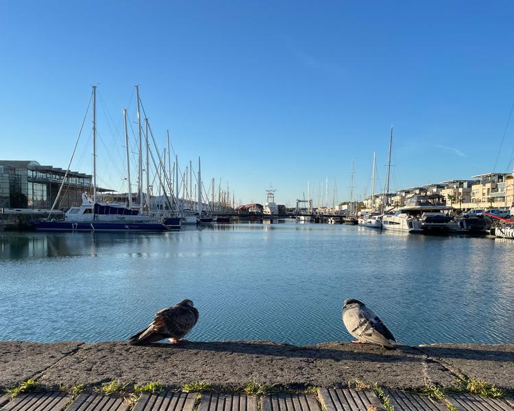 Bassin des Chalutiers avec 2 pigeons sur le bord du quai