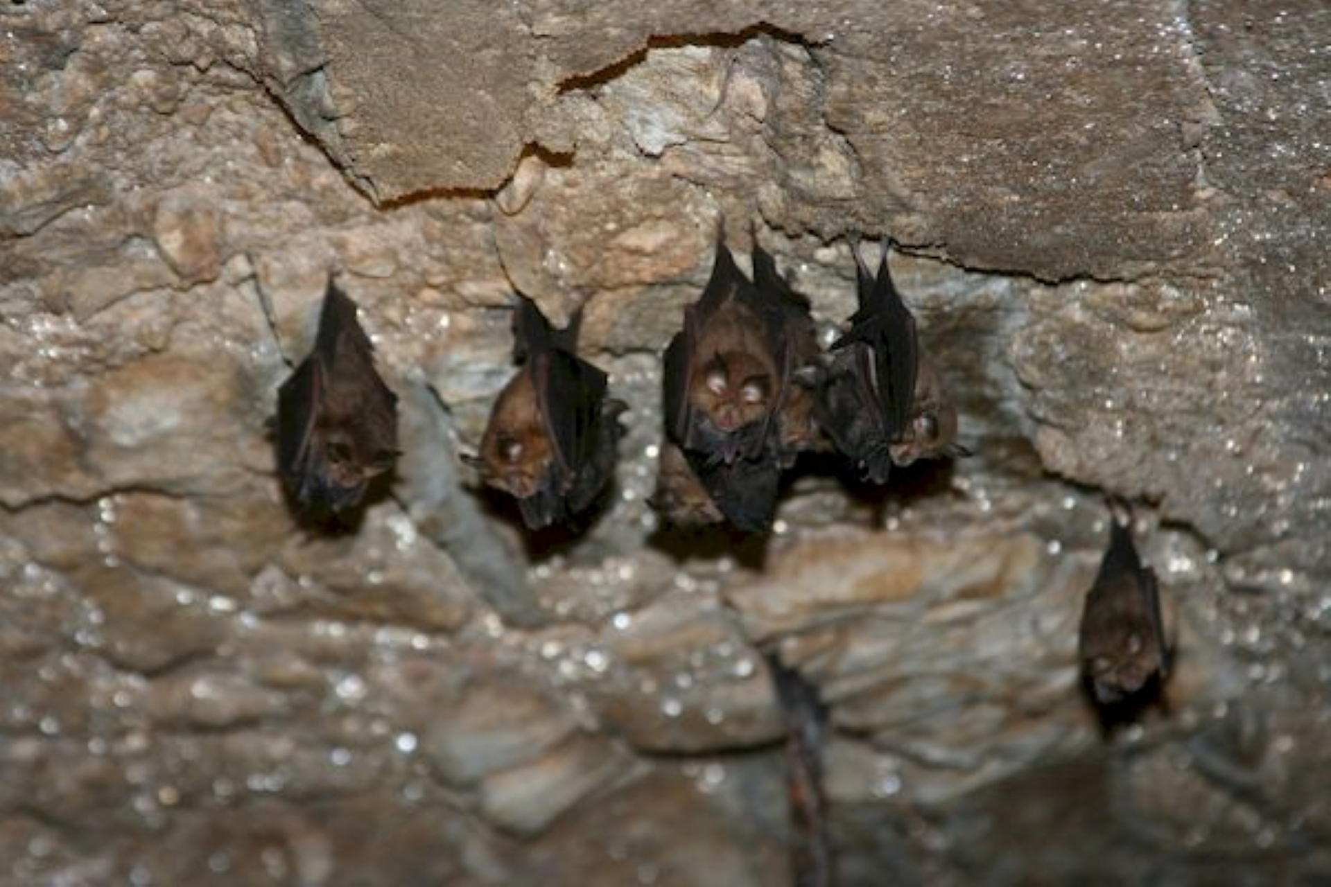 Sortie Lo Parvi -Comptage et observation des chauves-souris en hibernation - ENS Coteaux de Saint-Roch - La Balme-les-Grottes - Balcons du Dauphiné - Nord-Isère