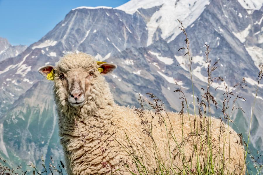 Le Mont Joly depuis le Bettex