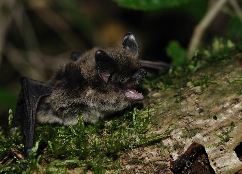 Animation nature sur les ENS : découverte des chauves-souris_Arandon-Passins-Balcons du Dauphiné