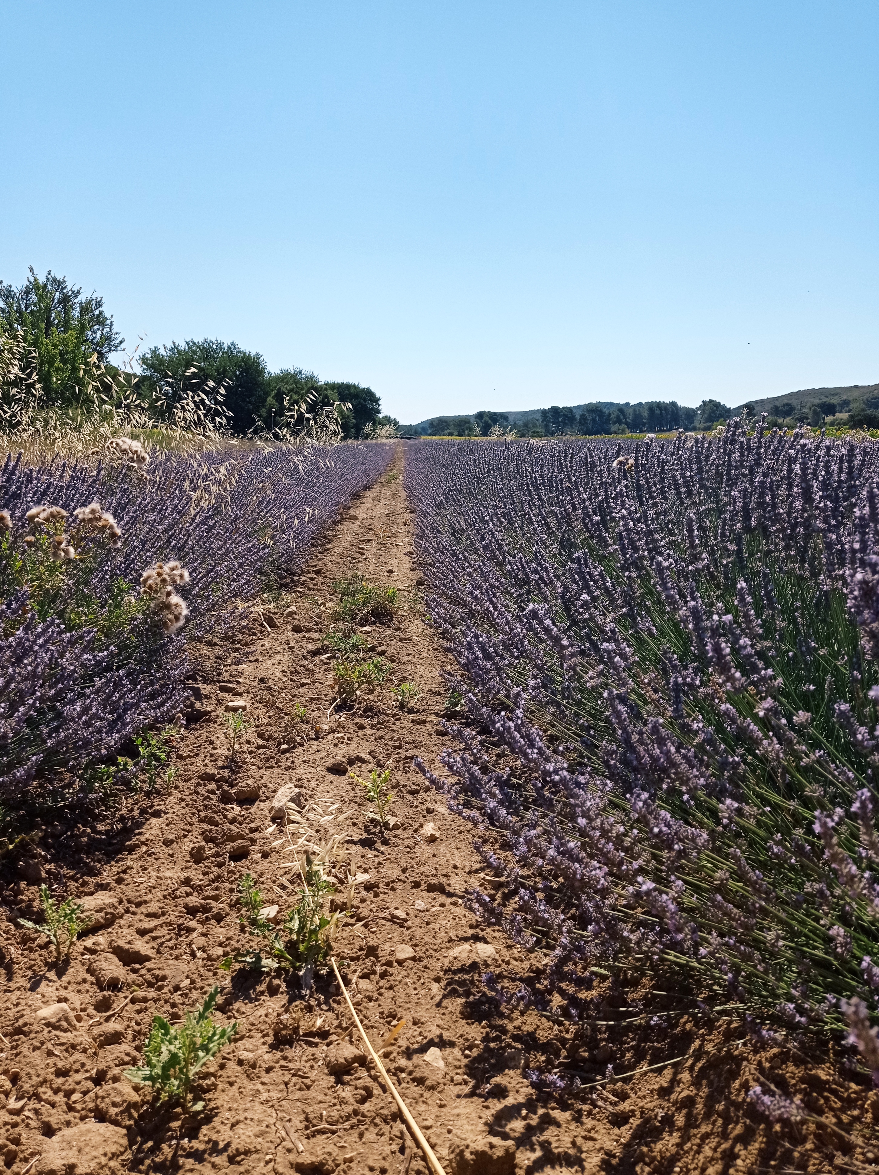 Provence Aromatiques
