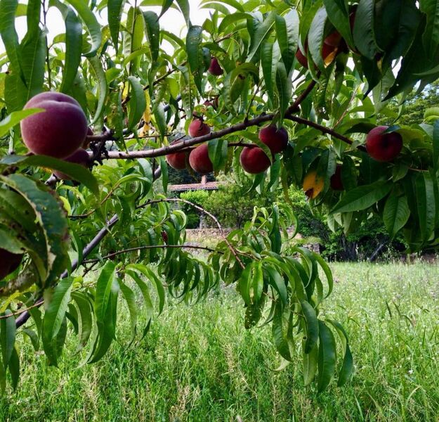 Domaine de la Tuillière