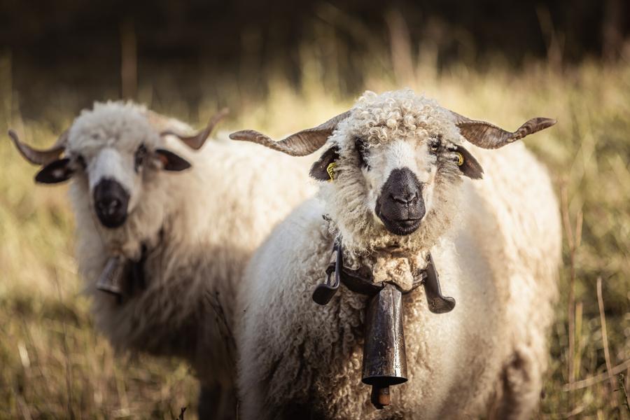 Canton Sheep and Goat Fair