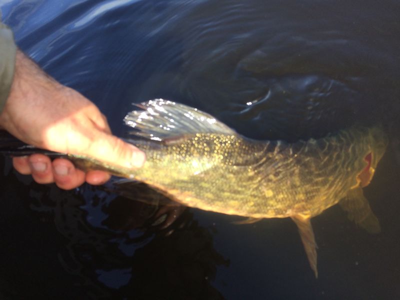 Remise à l'eau d'un brochet du lac de Paladru
