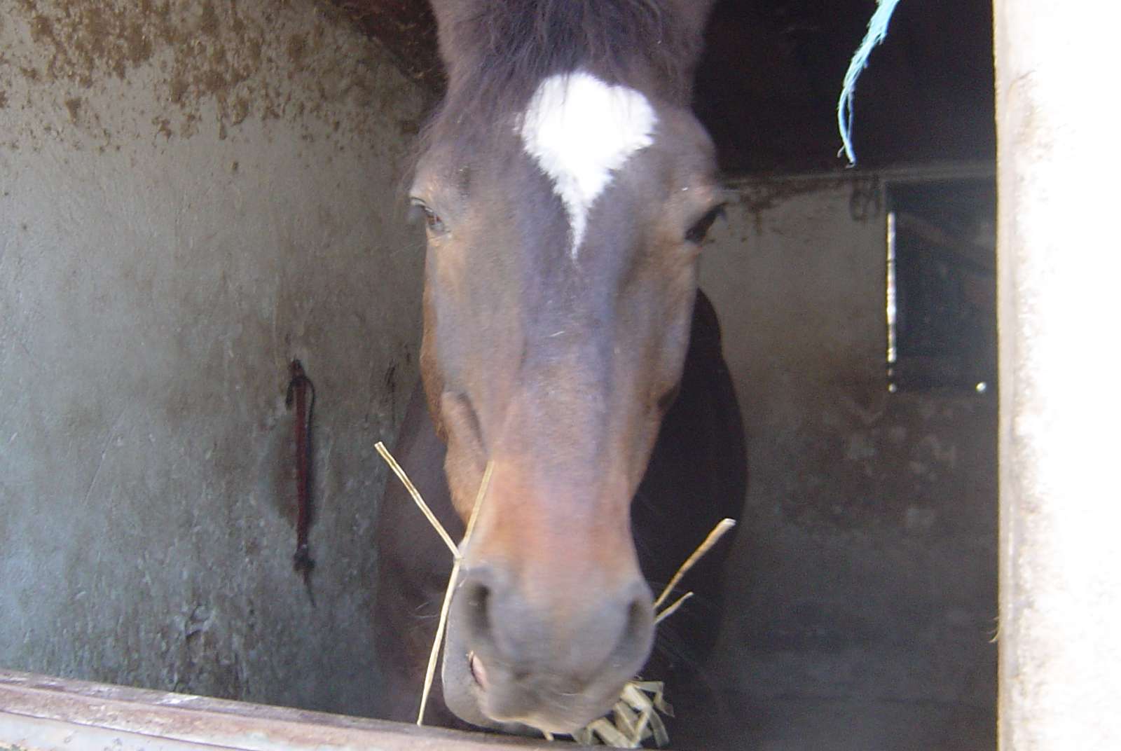 Club Hippique Marseille - Allauch