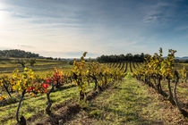Château des Bormettes les vignes