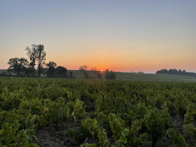 Château Gaillard_Villié-Morgon