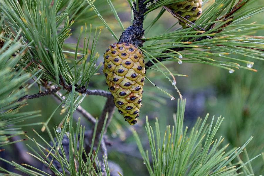 Point rencontre : La flore des îles méditerranéenne (Porquerolles)_Hyères