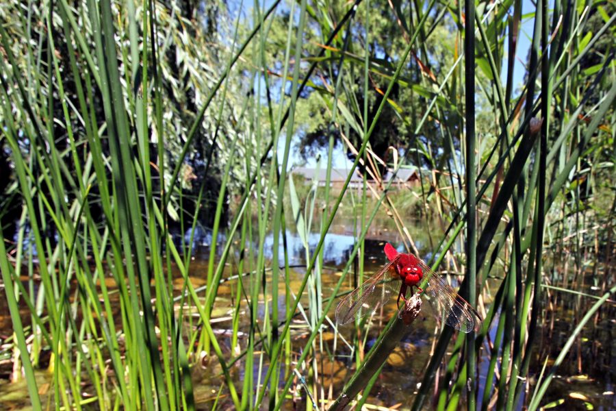 L'iloz faune et flore