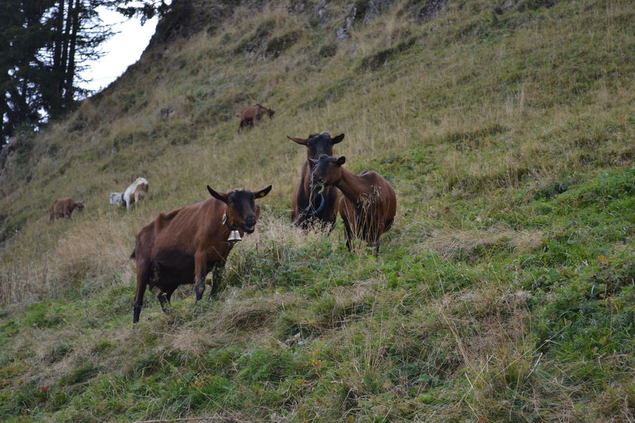 Chèvres Chèvres