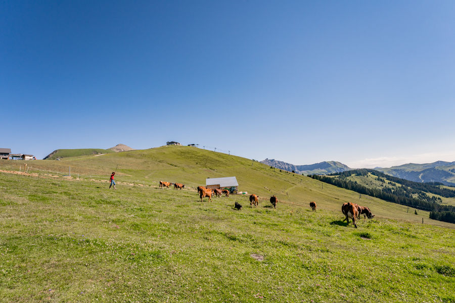Alpage la Pierre du Déjeuner
