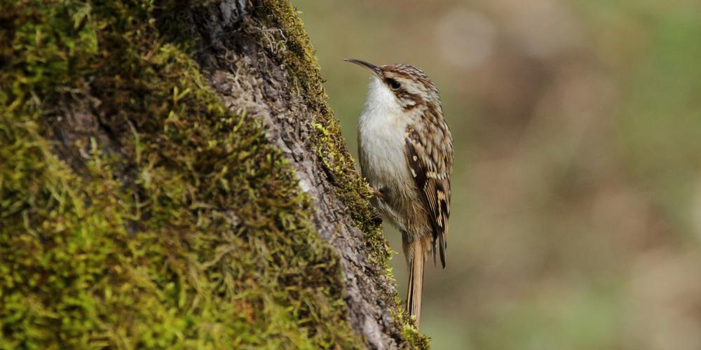 Animation - Balade nature dans le parc Charruyer