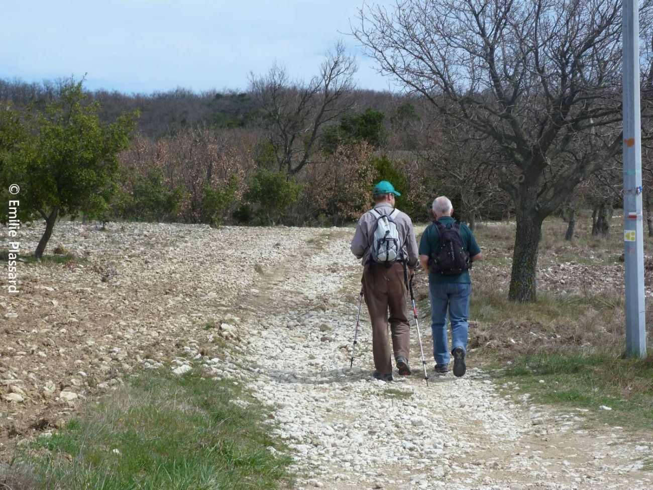 Les forêts d'Aleyrac