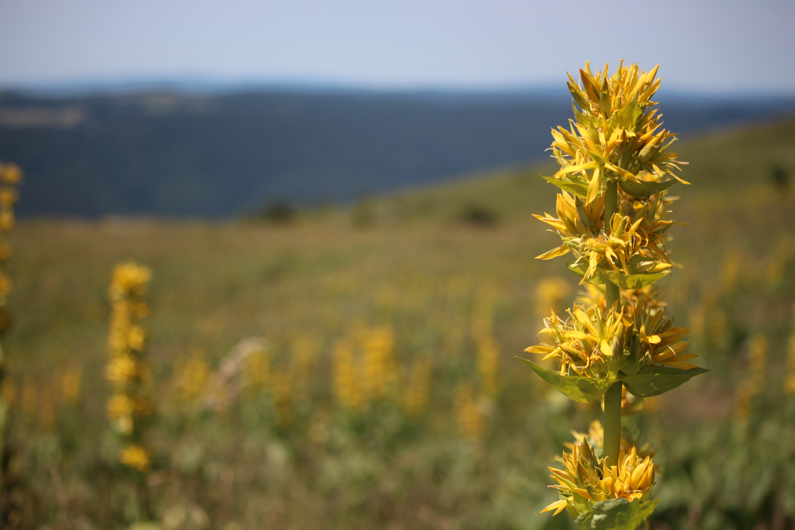 The gentians on the Crêtes