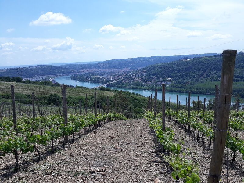 Balade dans les vignes autour d'Ampuis