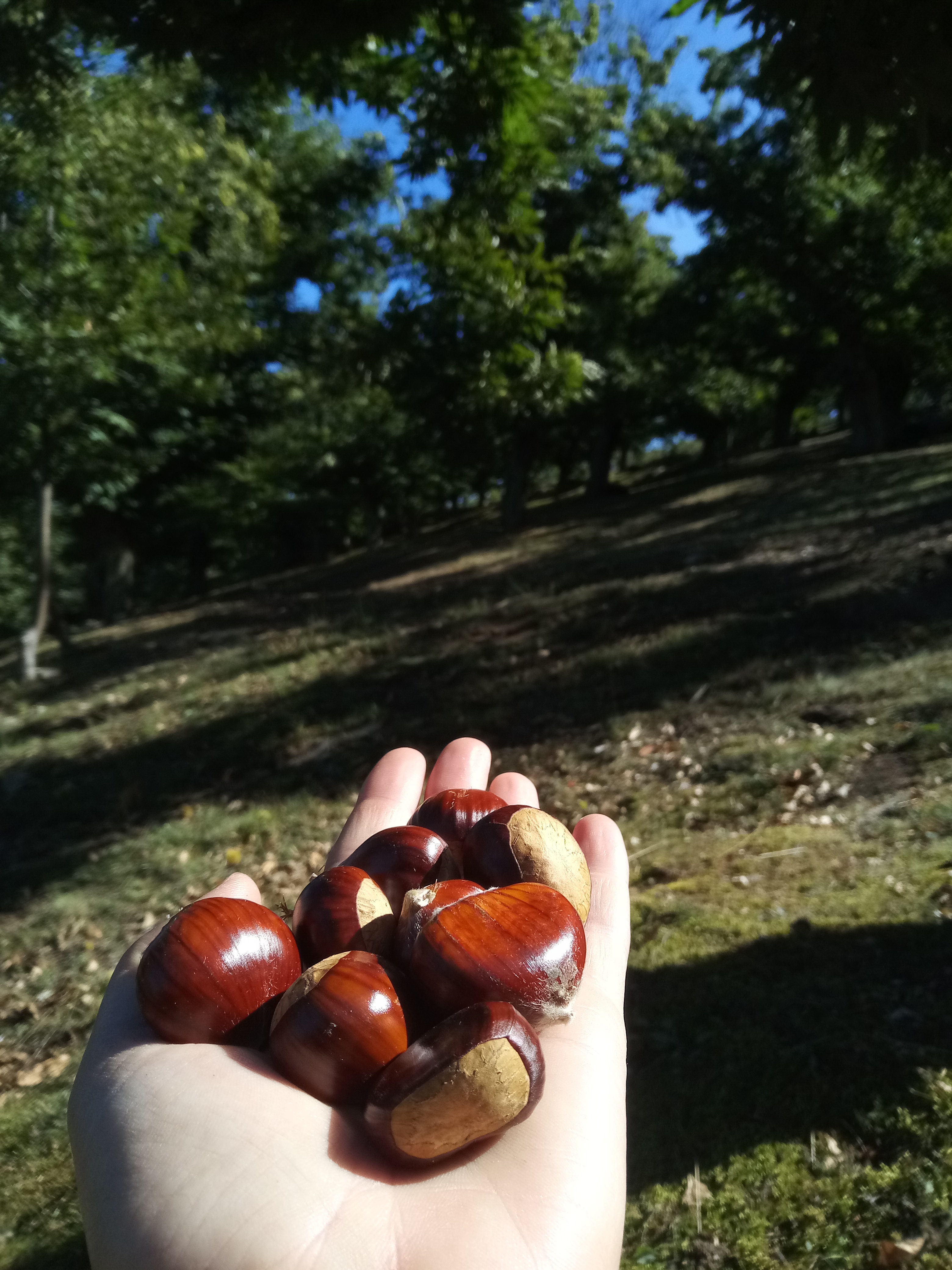 Visite d'une châtaigneraie traditionnelle