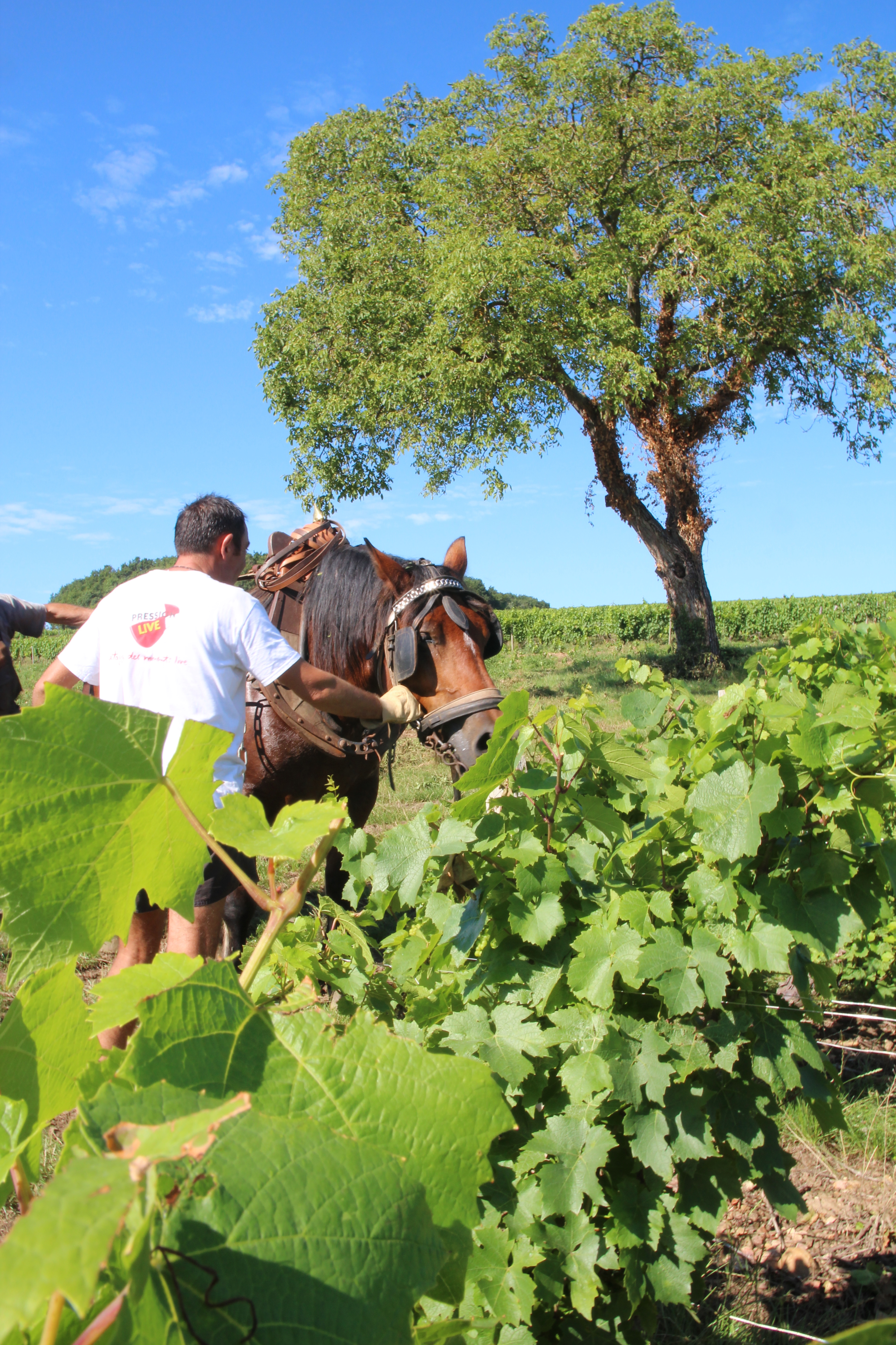 Domaine de Champ-Fleury