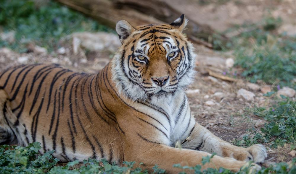 Parc animalier du Mont Faron et Téléphérique