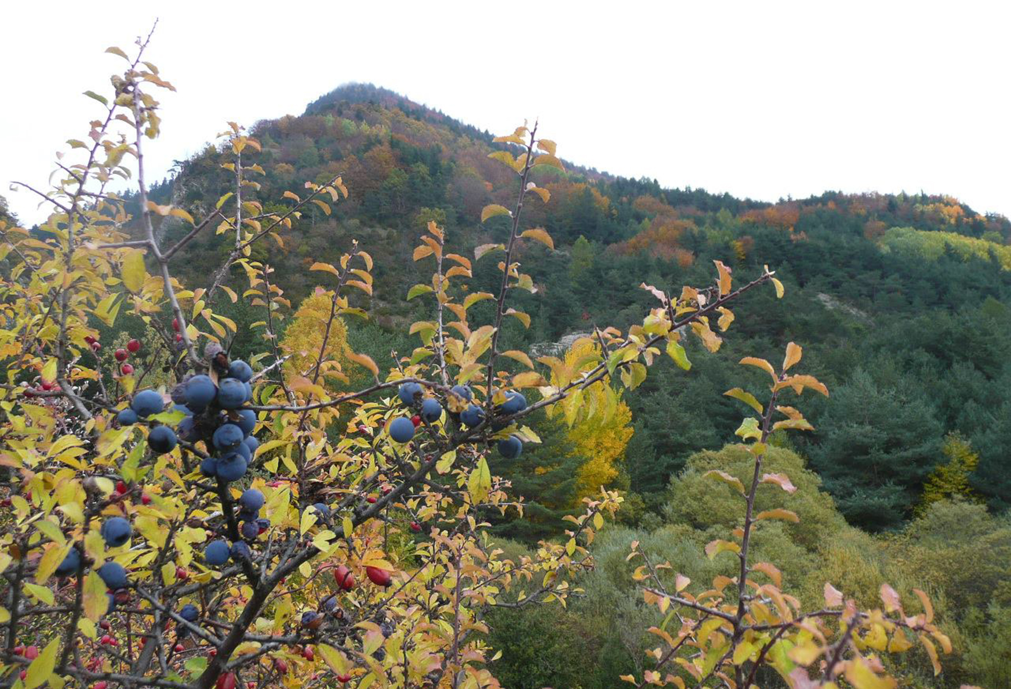 Les Fruits du Col