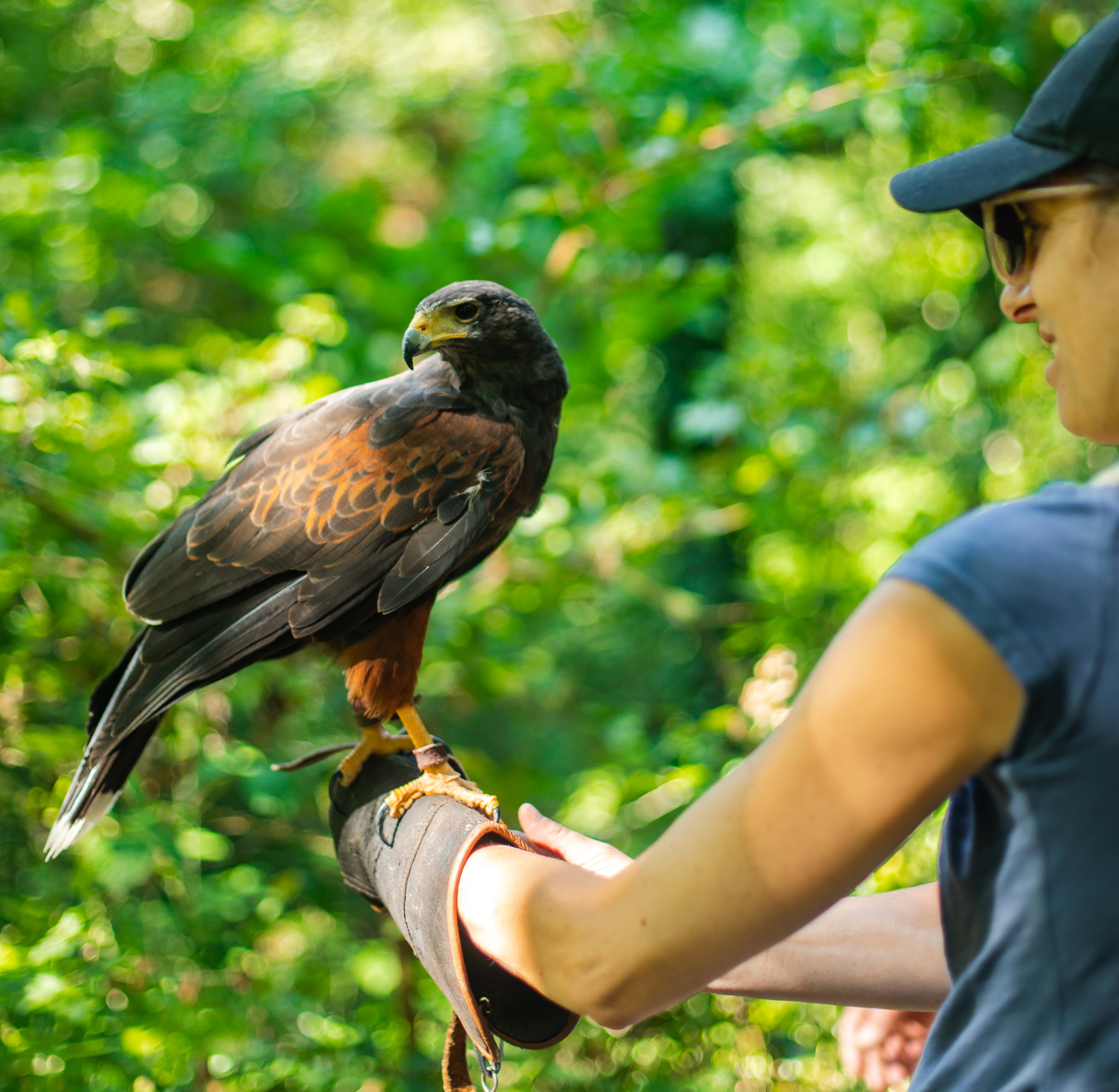 Balade en compagnie d'un rapace