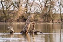 Notre fleuve Loire en héritage - Conférence UPT_Usson-en-Forez