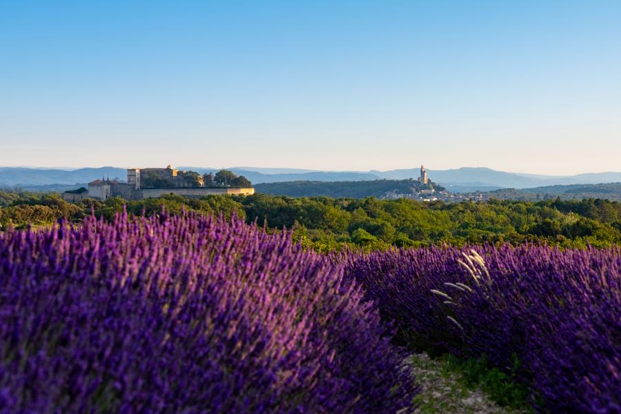 Château de Grignan et champs de lavande
