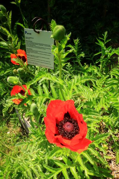Jardin médiéval - Saint-Chef - Balcons du Dauphiné