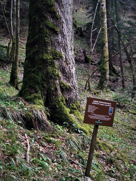Le sapin Janicot - Massif du Grand Colombier