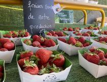 Maraîcher bio La Ferme des Grenouilles_Villeneuve-Loubet