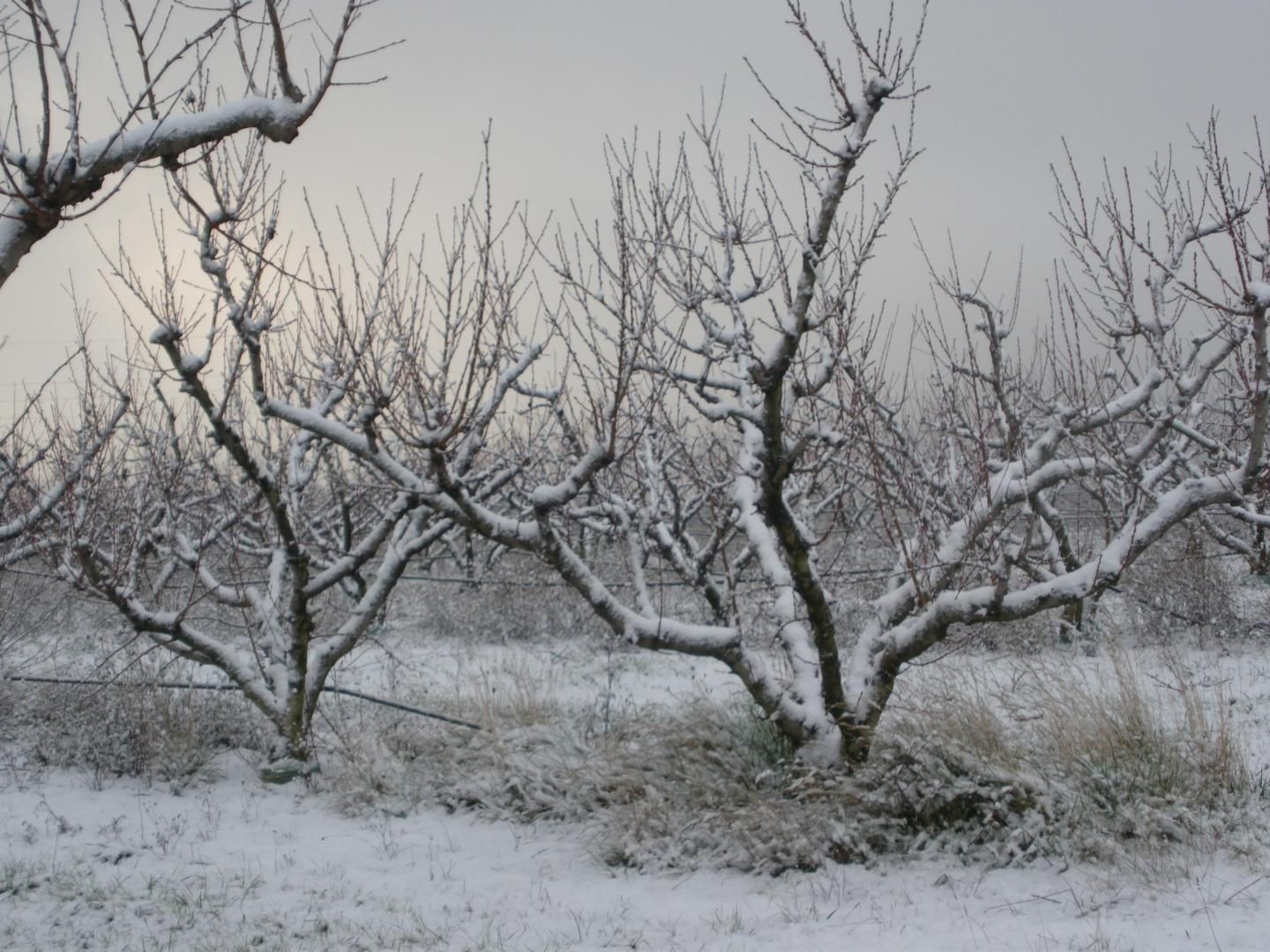 Vacances de Noël, parfois surprise de la neige
