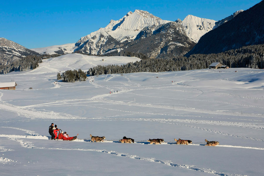 Chiens de traîneaux au Plateau des Glières