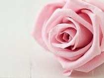 Une rose, un espoir Forez_Veauche