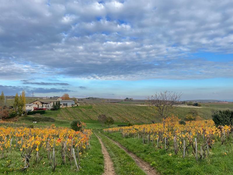 Vue d'ensemble du domainee viticole