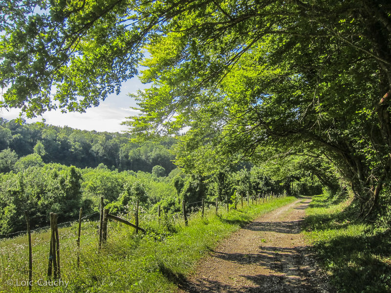 Balade en calèches en CAPI